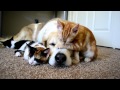 Gatitos durmiendo con un perro