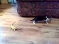 Gato jugando con dos iguanas