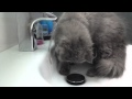 Gato persa jugando con el agua