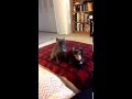 Gatos con ritmo