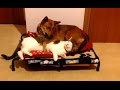Gatos robando la cama a los perros de la casa