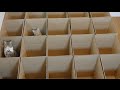 Gatos saltando entre cajas