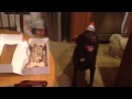 Le cantan Happy Birthday a un Perro y se pone muy feliz