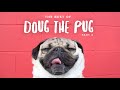 Lo mejor de Doug The Pug