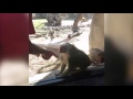 Mira como se sorprende este babuino con un truco de magia