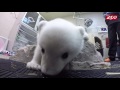 Nora, el oso polar de 10 meses