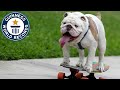 Otto el perro skater