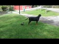 Perro vs. Cuervo