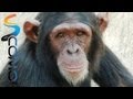 Todo sobre el chimpancé