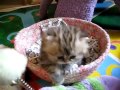 Un bebé gatito adorable