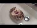 Un erizo tomando un baño relajante