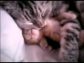 Un gatito tiene pesadillas y su madre lo abraza tiernamente