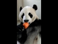 Un panda comiendo un helado 