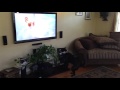 Un perrito muy feliz al ver a otro perro en la tv