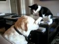 Un perro y un gato jugando