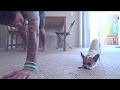 Un poco de Yoga con un Chihuahua
