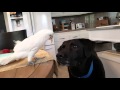 Una cacatúa alimenta un Labrador