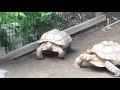 Una tortuga rescata a su amiga